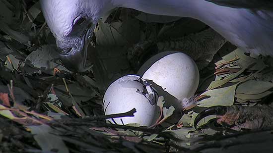 Female watching egg hatch 
