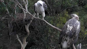 female & eaglet on nest