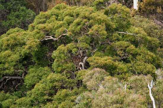 Map of Sea-Eagle nest in Sydney Basin