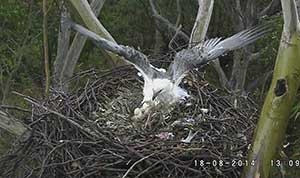 Female and male on the nest