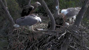 Male & Female with 5 month old Eaglets.